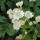  (10/03/2017) Astrantia major subsp. involucrata added by Shoot)