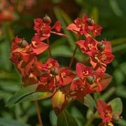 (10/03/2017) Euphorbia griffithii added by Shoot)