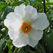  (10/03/2017) Paeonia 'Early Windflower' added by Shoot)