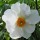  (10/03/2017) Paeonia 'Early Windflower' added by Shoot)