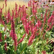  (21/03/2019) Persicaria amplexicaulis added by Shoot)