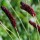  (10/03/2017) Sanguisorba tenuifolia 'Purpurea' added by Shoot)