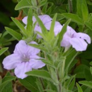  (13/03/2017) Ruellia humilis added by Shoot)