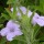  (13/03/2017) Ruellia humilis added by Shoot)