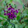Vernonia noveboracensis (New York flat tops) Added by Nicola