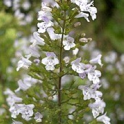 (13/03/2017) Calamintha nepeta subsp. nepeta added by Shoot)
