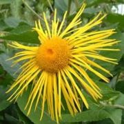  (14/03/2017) Inula magnifica 'Sonnenstrahl'  added by Shoot)