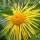  (14/03/2017) Inula magnifica 'Sonnenstrahl'  added by Shoot)