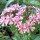  (14/03/2017) Lychnis chalcedonica 'Rosea' added by Shoot)
