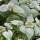  (14/03/2017) Pycnanthemum muticum added by Shoot)