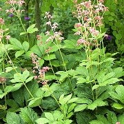  (14/03/2017) Rodgersia 'Die Anmutige' added by Shoot)