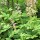  (14/03/2017) Rodgersia 'Die Anmutige' added by Shoot)