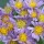  (14/03/2017) Aster tataricus 'Jindai' added by Shoot)