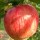 (14/03/2017) Malus domestica 'Laxton's Fortune' added by Shoot)