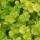  (14/03/2017) Origanum vulgare 'Aureum Crispum' added by Shoot)