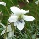 Viola pedatifida white-flowered