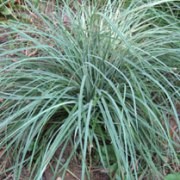  (15/03/2017) Carex flacca 'Blue Zinger' added by Shoot)