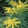  (15/03/2017) Solidago 'Goldkind' added by Shoot)