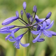  (17/03/2017) Agapanthus 'Lapis' added by Shoot)