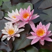  (31/03/2017) Nymphaea 'Rosennymphe' added by Shoot)