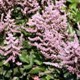 Astilbe 'Touch of Pink' (simplicifolia hybrid)