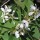  (31/03/2017) Amelanchier alnifolia added by Shoot)