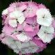 Dianthus barbatus 'Sweet Pink Magic' (Sweet Series)