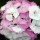  (03/04/2017) Dianthus barbatus 'Sweet Pink Magic' (Sweet Series) added by Shoot)