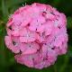 Dianthus barbatus 'Sweet Deep Pink Maxine' (Sweet Series)