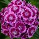 Dianthus barbatus 'Sweet Magenta Bicolor' (Sweet Series)