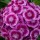  (03/04/2017) Dianthus barbatus 'Sweet Magenta Bicolor' added by Shoot)