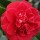  (03/04/2017) Camellia japonica 'Saturnia' added by Shoot)