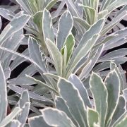  (04/04/2017) Euphorbia characias 'Silver Edge' added by Shoot)