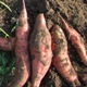 Ipomoea batatas 'Beauregard Improved'