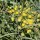  (05/04/2017) Acacia iteaphylla added by Shoot)
