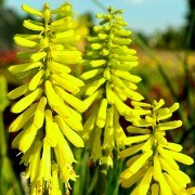  (07/04/2017) Kniphofia 'Lemon Popsicle' (Popsicle Series) added by Shoot)