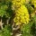  (07/04/2017) Aeonium arboreum added by Shoot)