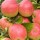  (10/04/2017) Malus domestica 'Chivers Delight'  added by Shoot)