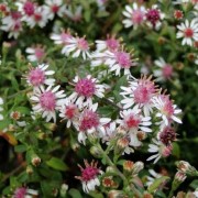  (31/03/2020) Symphyotrichum lateriflorum added by Shoot)