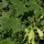  (11/04/2017) Acer saccharum subsp. grandidentatum added by Shoot)