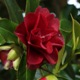 Camellia japonica 'Konronkoku' 