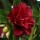  (12/04/2017) Camellia japonica 'Konronkoku'  added by Shoot)