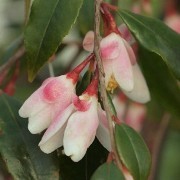  (17/04/2017) Camellia rosthorniana 'Elina' added by Shoot)