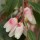  (17/04/2017) Camellia rosthorniana 'Elina' added by Shoot)