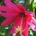  (21/04/2017) Passiflora x exoniensis added by Shoot)