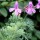  (21/04/2017) Pelargonium abrotanifolium added by Shoot)