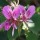  (21/04/2017) Pelargonium cordifolium  added by Shoot)