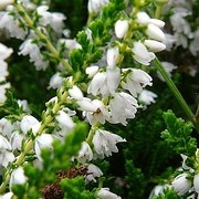  (21/04/2017) Calluna vulgaris 'Alex Warwick' added by Shoot)