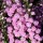  (21/04/2017) Calluna vulgaris 'J.H. Hamilton' added by Shoot)