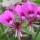  (24/04/2017) Pelargonium papilionaceum added by Shoot)